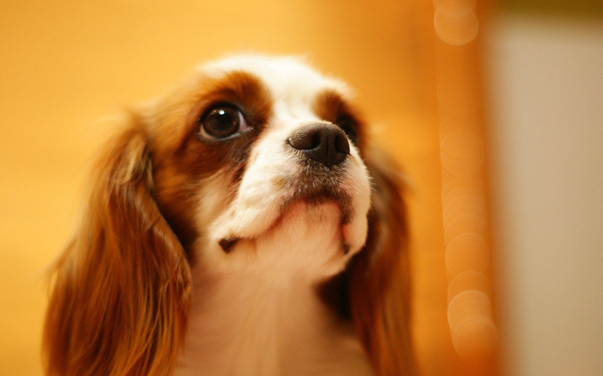 白色鸢尾花的个人主页（背景预览） - 主页背景设置 - 站酷设计师白色鸢尾花原创素材 - 站酷ZCOOL