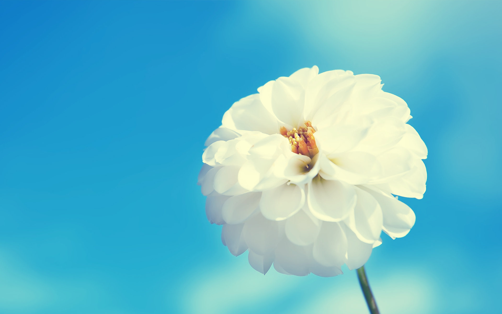 采灵的个人主页（背景预览） - 主页背景设置 - 站酷设计师采灵原创素材 - 站酷ZCOOL