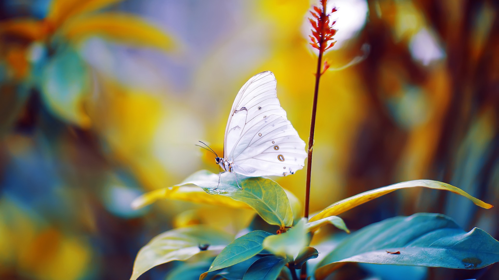 我是小贝的个人主页（背景预览） - 主页背景设置 - 站酷设计师我是小贝原创素材 - 站酷ZCOOL