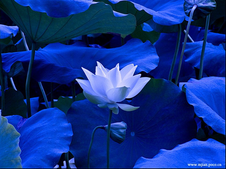 nbawxs的個(gè)人主頁(yè)（背景預(yù)覽） - 主頁(yè)背景設(shè)置 - 站酷設(shè)計(jì)師nbawxs原創(chuàng)素材 - 站酷ZCOOL