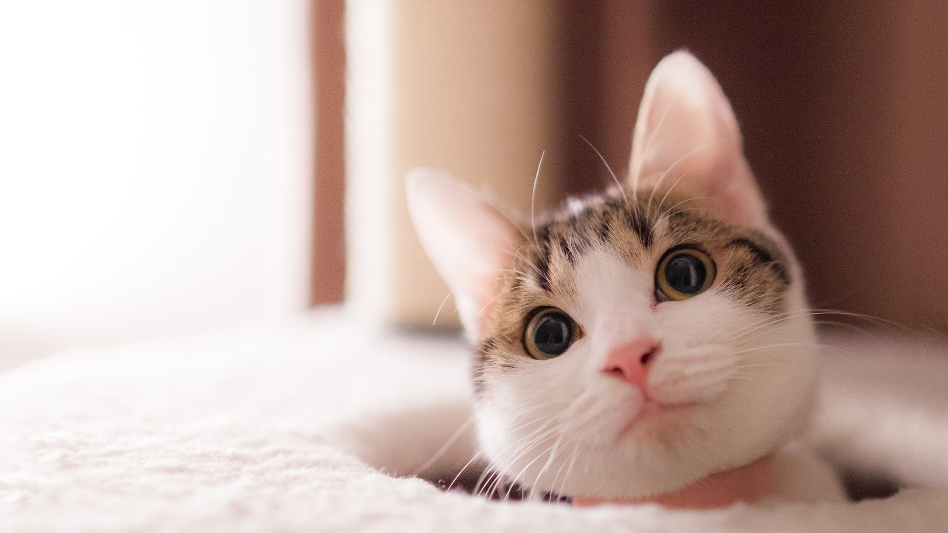 思思思思雨的个人主页（背景预览） - 主页背景设置 - 站酷设计师思思思思雨原创素材 - 站酷ZCOOL