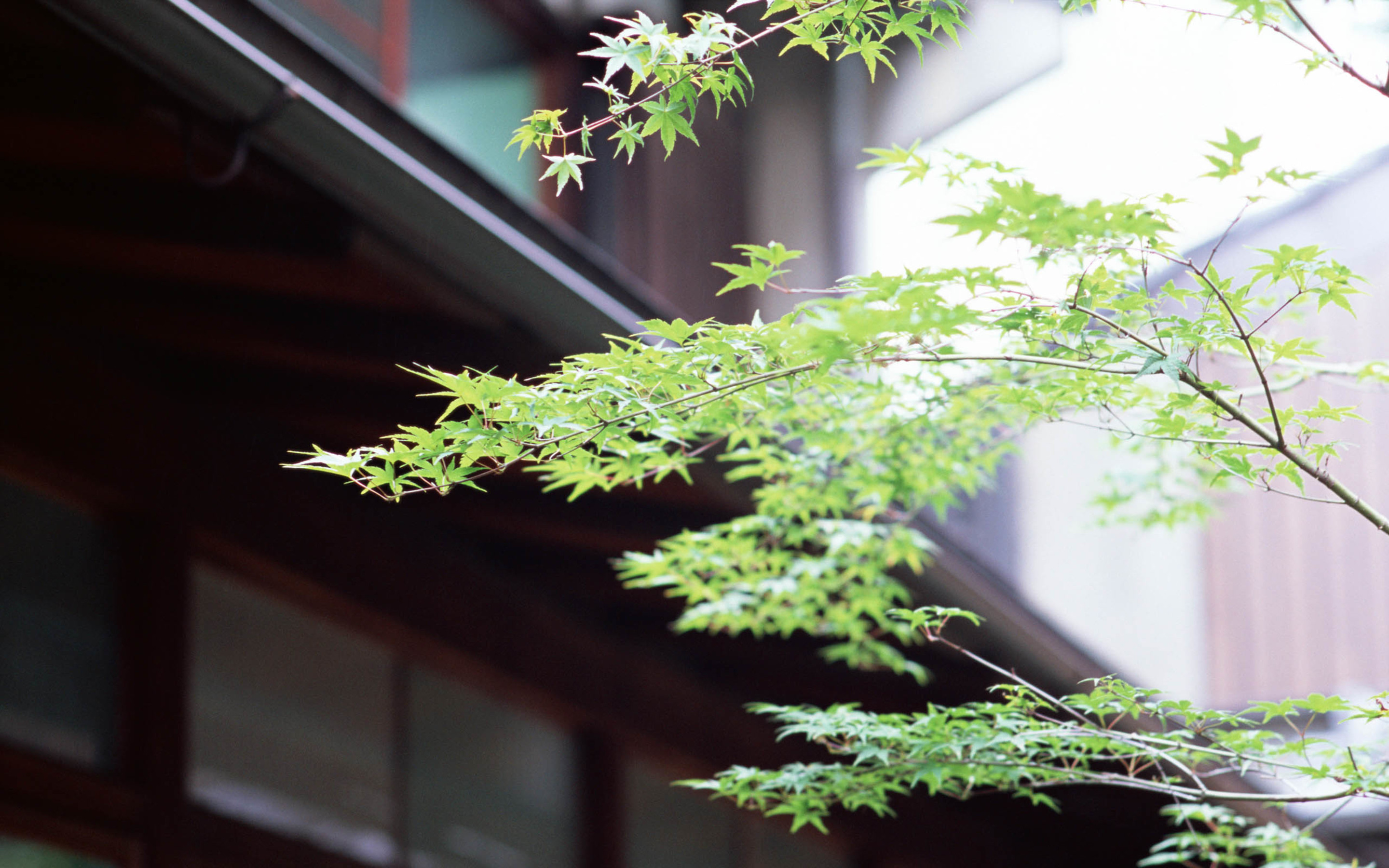 张小五27的个人主页（背景预览） - 主页背景设置 - 站酷设计师张小五27原创素材 - 站酷ZCOOL