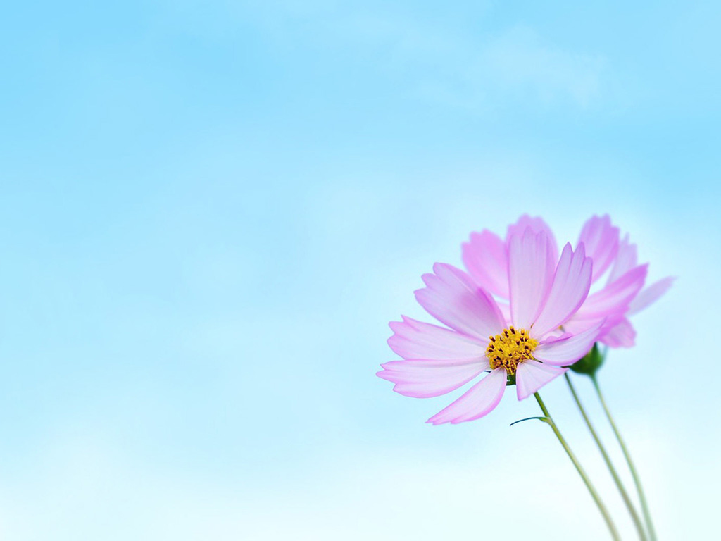 那颗葱的个人主页（背景预览） - 主页背景设置 - 站酷设计师那颗葱原创素材 - 站酷ZCOOL