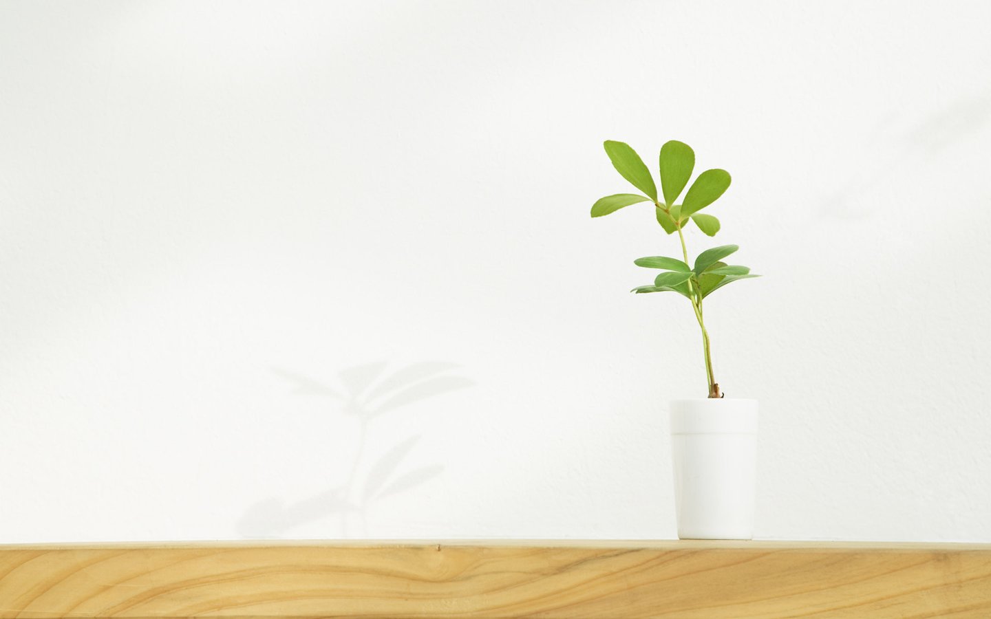 树上鱼的个人主页（背景预览） - 主页背景设置 - 站酷设计师树上鱼原创素材 - 站酷ZCOOL