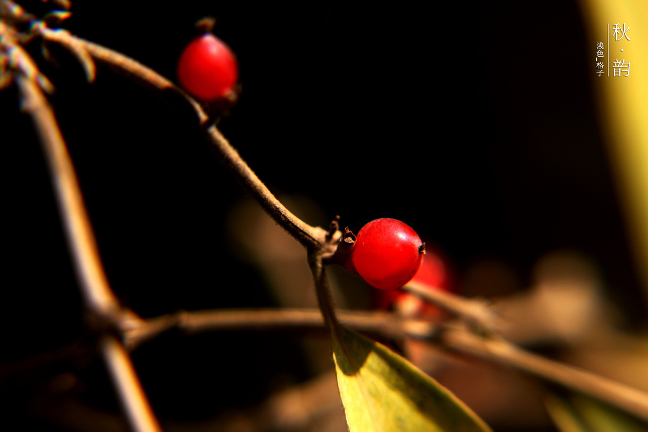 浅色_格子的个人主页（背景预览） - 主页背景设置 - 站酷设计师浅色_格子原创素材 - 站酷ZCOOL