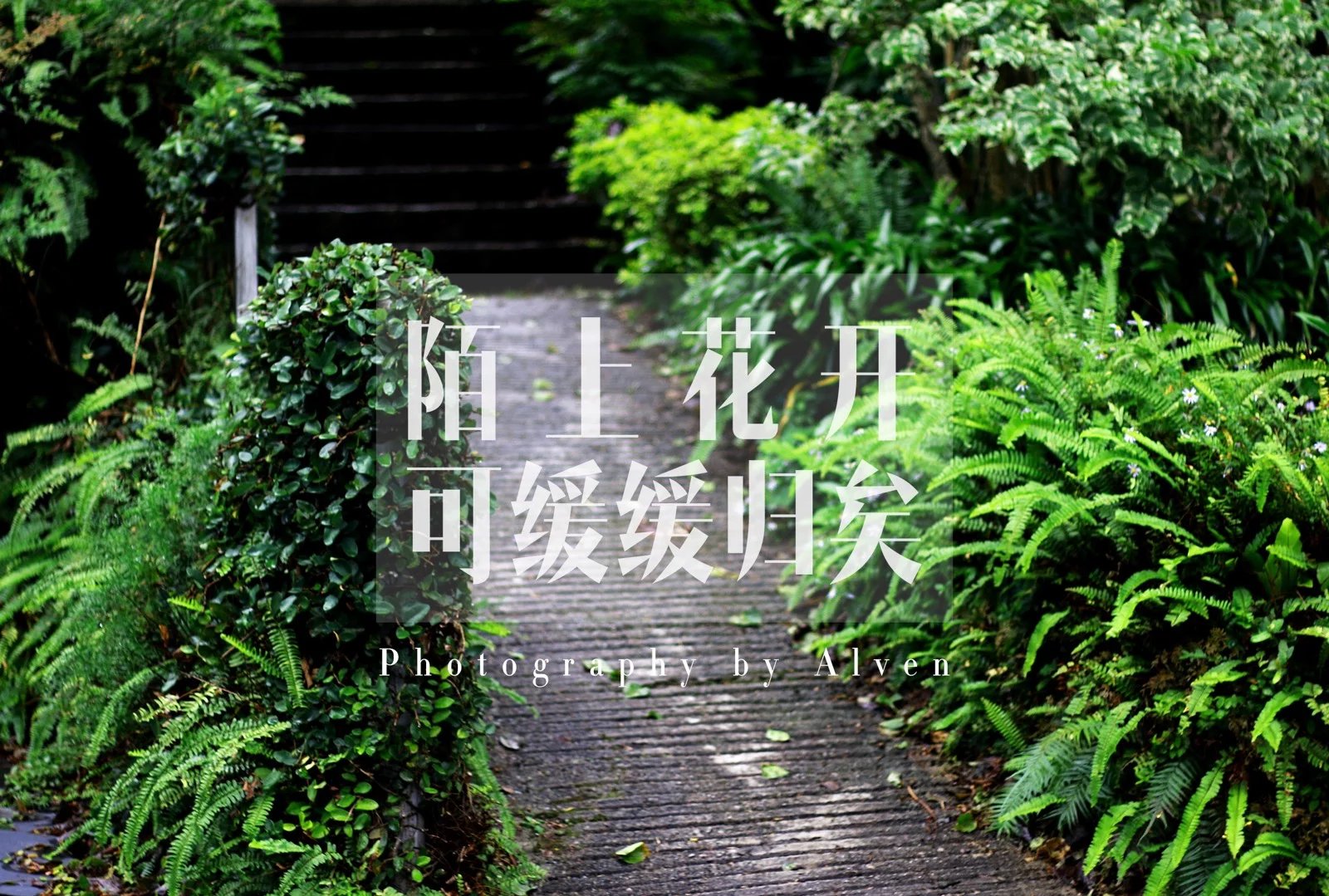 Alven薰衣草的個(gè)人主頁(yè)（背景預(yù)覽） - 主頁(yè)背景設(shè)置 - 站酷設(shè)計(jì)師Alven薰衣草原創(chuàng)素材 - 站酷ZCOOL