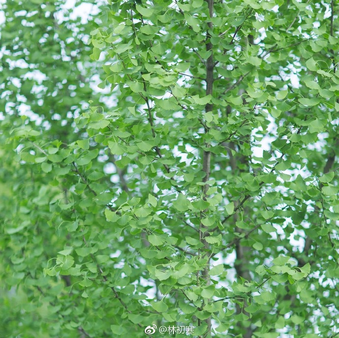 white_F的个人主页（背景预览） - 主页背景设置 - 站酷设计师white_F原创素材 - 站酷ZCOOL