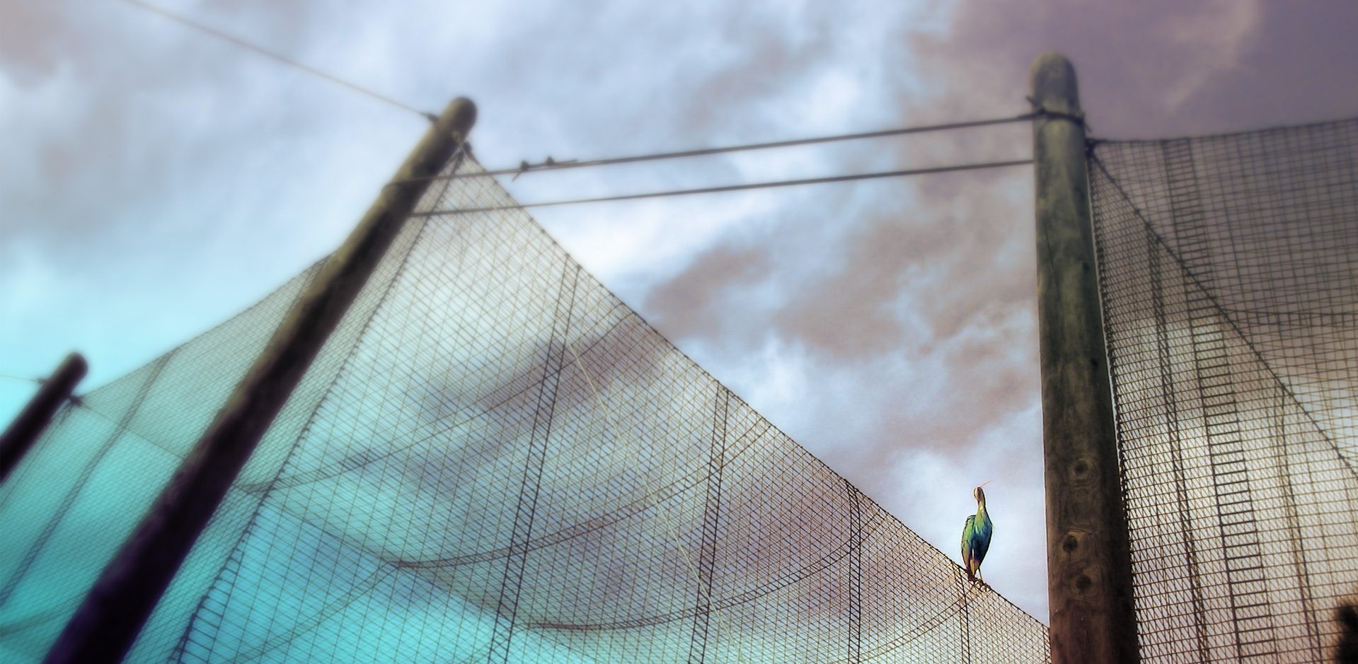 琴子_86的个人主页（背景预览） - 主页背景设置 - 站酷设计师琴子_86原创素材 - 站酷ZCOOL