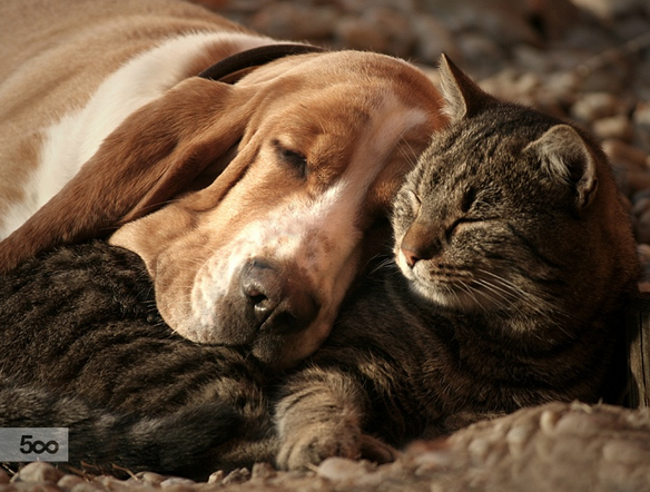 頓兒爺?shù)膫€(gè)人主頁(yè)（背景預(yù)覽） - 主頁(yè)背景設(shè)置 - 站酷設(shè)計(jì)師頓兒爺原創(chuàng)素材 - 站酷ZCOOL