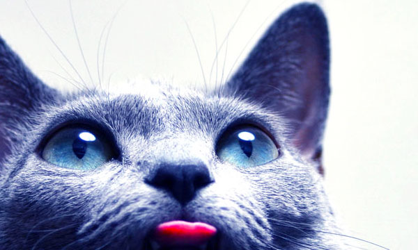 土豆爱吃大肉的个人主页（背景预览） - 主页背景设置 - 站酷设计师土豆爱吃大肉原创素材 - 站酷ZCOOL