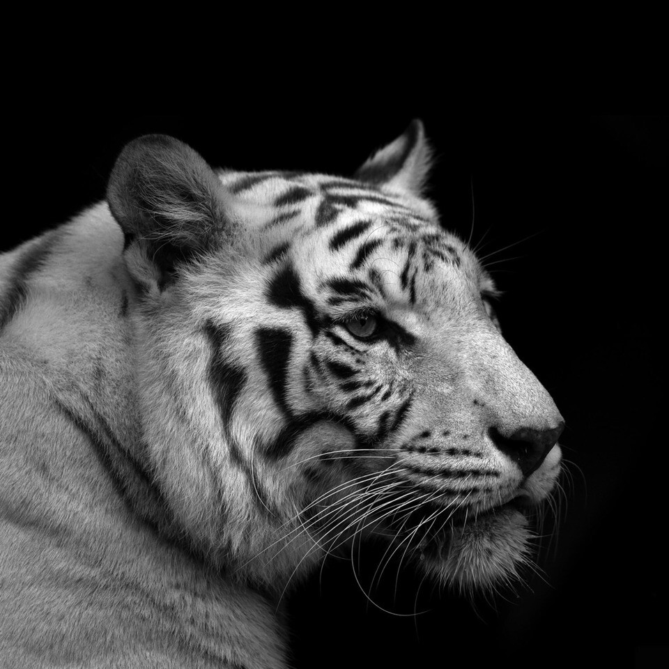 烁烁ART的个人主页（背景预览） - 主页背景设置 - 站酷设计师烁烁ART原创素材 - 站酷ZCOOL