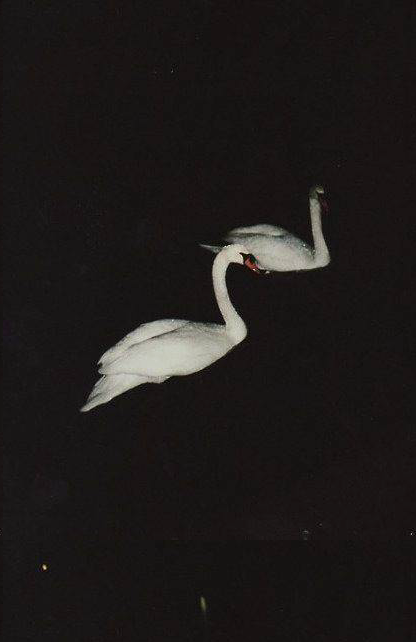 星期天早晨的信徒的個人主頁（背景預(yù)覽） - 主頁背景設(shè)置 - 站酷設(shè)計師星期天早晨的信徒原創(chuàng)素材 - 站酷ZCOOL