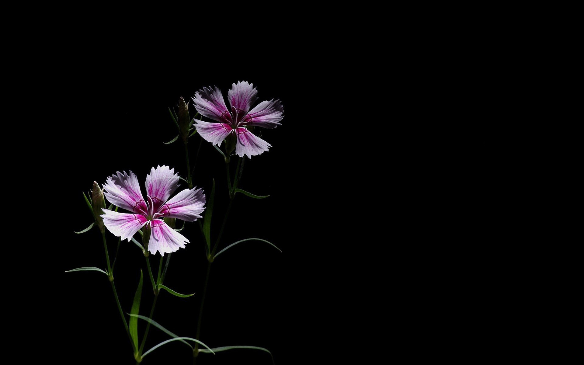 思念太荒凉的个人主页（背景预览） - 主页背景设置 - 站酷设计师思念太荒凉原创素材 - 站酷ZCOOL