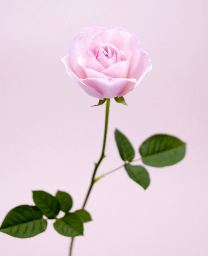 小星星a的個人主頁（背景預覽） - 主頁背景設(shè)置 - 站酷設(shè)計師小星星a原創(chuàng)素材 - 站酷ZCOOL