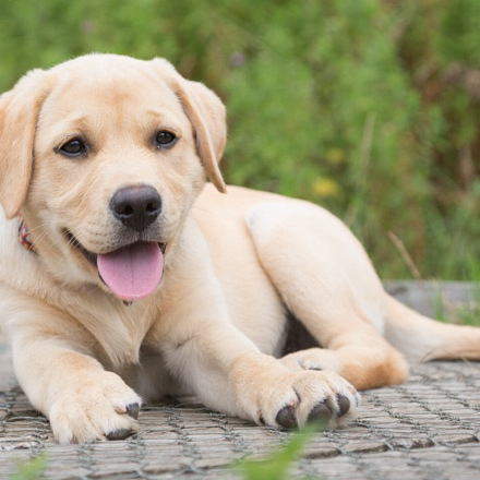 猴子稱霸王的個人主頁（背景預(yù)覽） - 主頁背景設(shè)置 - 站酷設(shè)計(jì)師猴子稱霸王原創(chuàng)素材 - 站酷ZCOOL