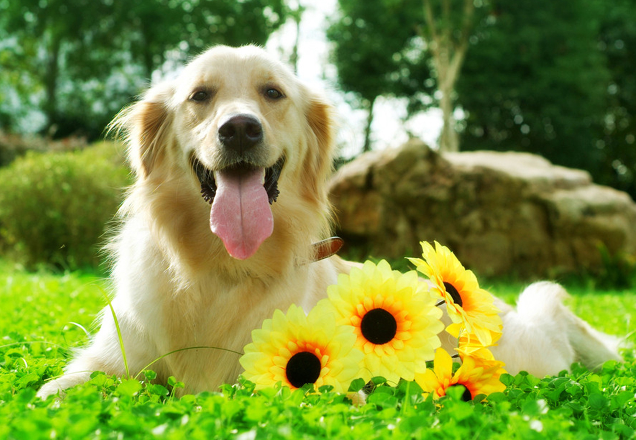 lucyworship的个人主页（背景预览） - 主页背景设置 - 站酷设计师lucyworship原创素材 - 站酷ZCOOL