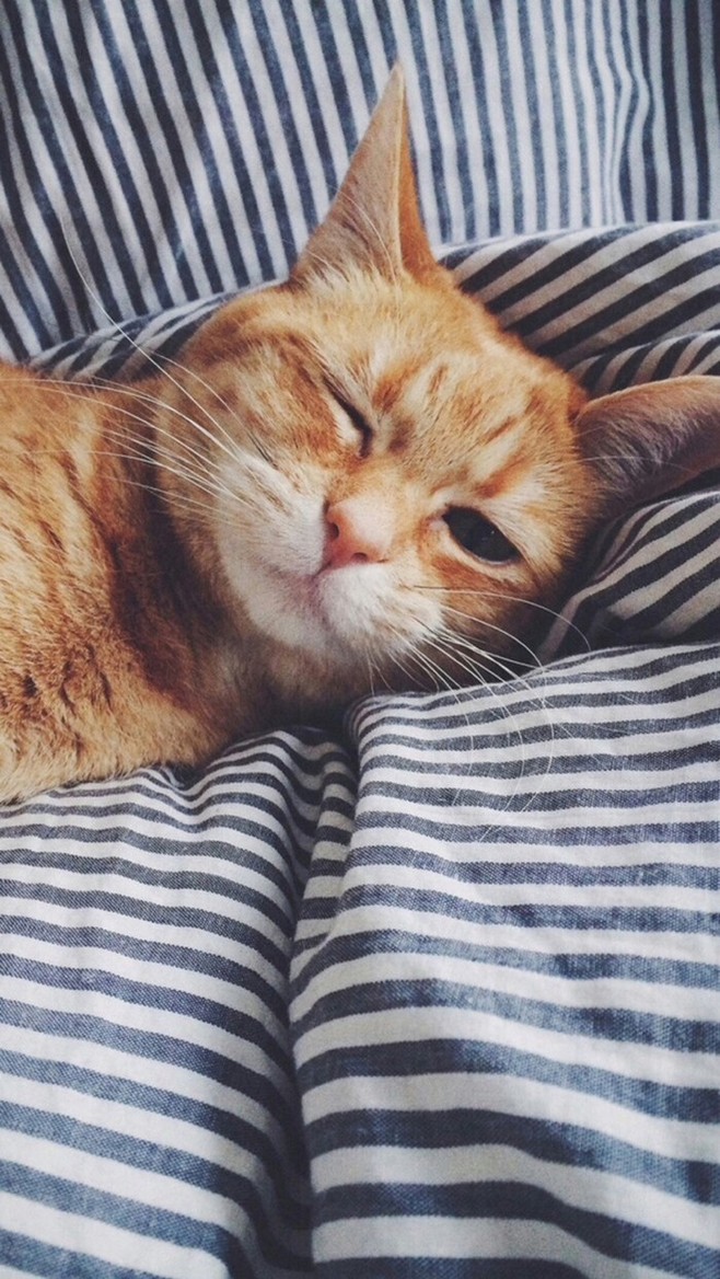 大錘丸子的個(gè)人主頁(yè)（背景預(yù)覽） - 主頁(yè)背景設(shè)置 - 站酷設(shè)計(jì)師大錘丸子原創(chuàng)素材 - 站酷ZCOOL