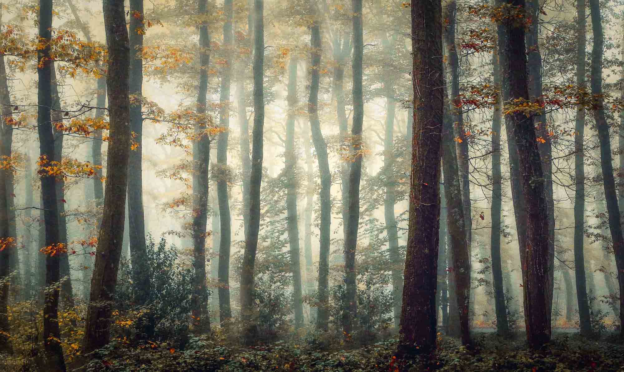 黯星晨耀的個人主頁（背景預(yù)覽） - 主頁背景設(shè)置 - 站酷設(shè)計師黯星晨耀原創(chuàng)素材 - 站酷ZCOOL