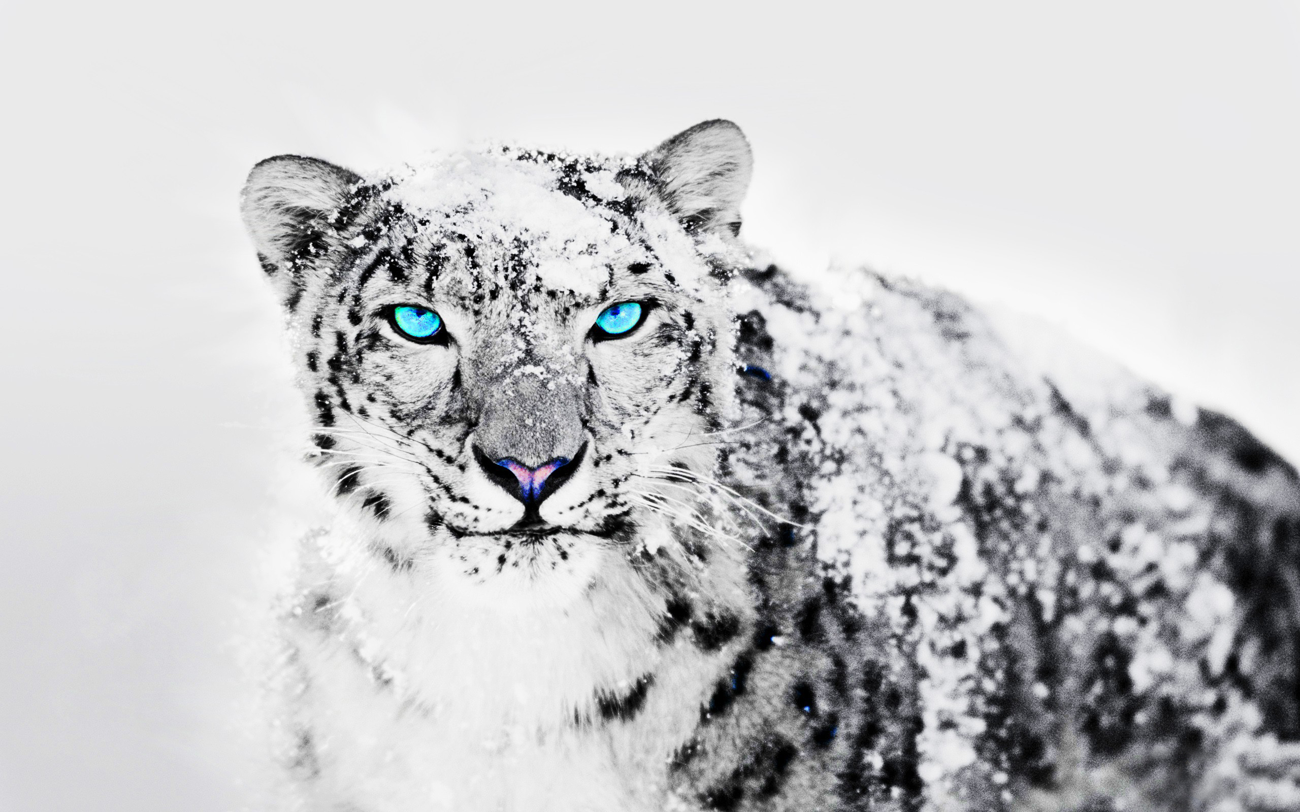 柯阿柯啊柯的个人主页（背景预览） - 主页背景设置 - 站酷设计师柯阿柯啊柯原创素材 - 站酷ZCOOL