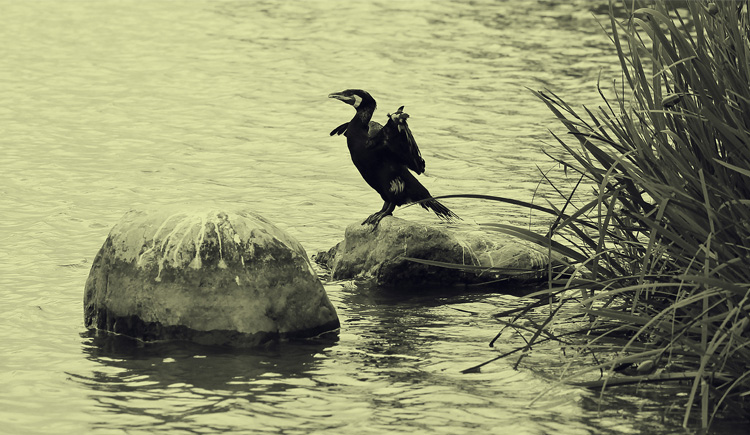牧千城的个人主页（背景预览） - 主页背景设置 - 站酷设计师牧千城原创素材 - 站酷ZCOOL