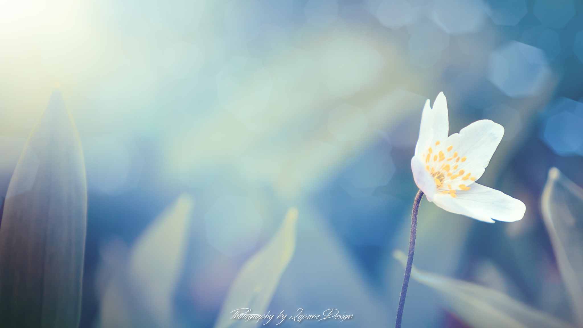 咸水里的魚的個人主頁（背景預(yù)覽） - 主頁背景設(shè)置 - 站酷設(shè)計師咸水里的魚原創(chuàng)素材 - 站酷ZCOOL