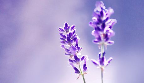 M桃子的个人主页（背景预览） - 主页背景设置 - 站酷设计师M桃子原创素材 - 站酷ZCOOL