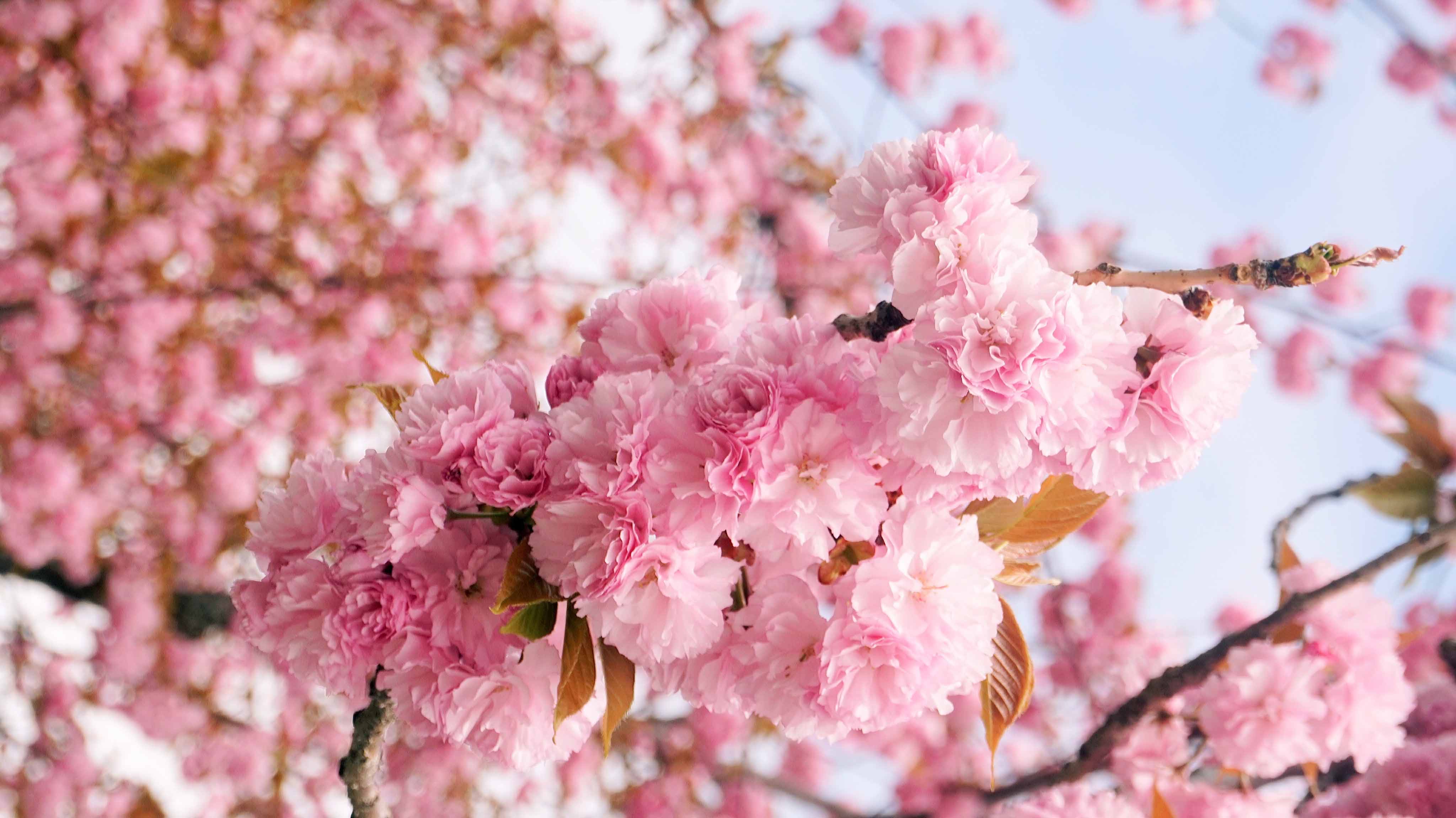 九诺的个人主页（背景预览） - 主页背景设置 - 站酷设计师九诺原创素材 - 站酷ZCOOL