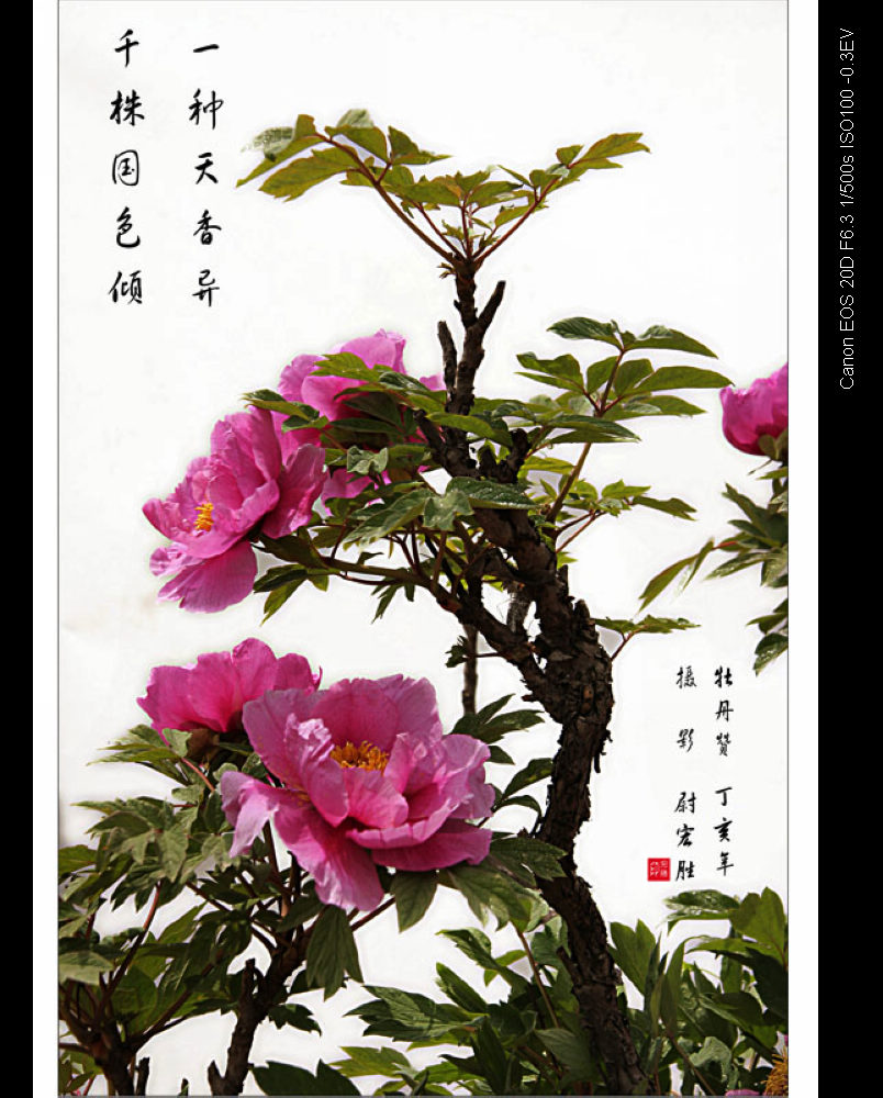 野墨轩的个人主页（背景预览） - 主页背景设置 - 站酷设计师野墨轩原创素材 - 站酷ZCOOL