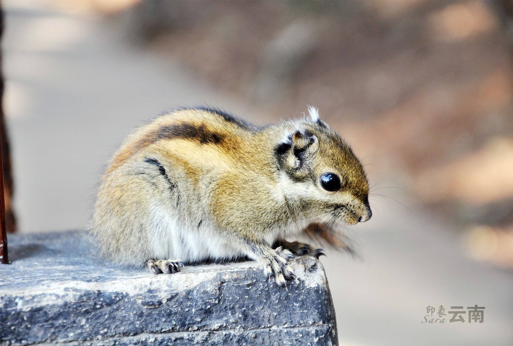 紙上行的个人主页（背景预览） - 主页背景设置 - 站酷设计师紙上行原创素材 - 站酷ZCOOL