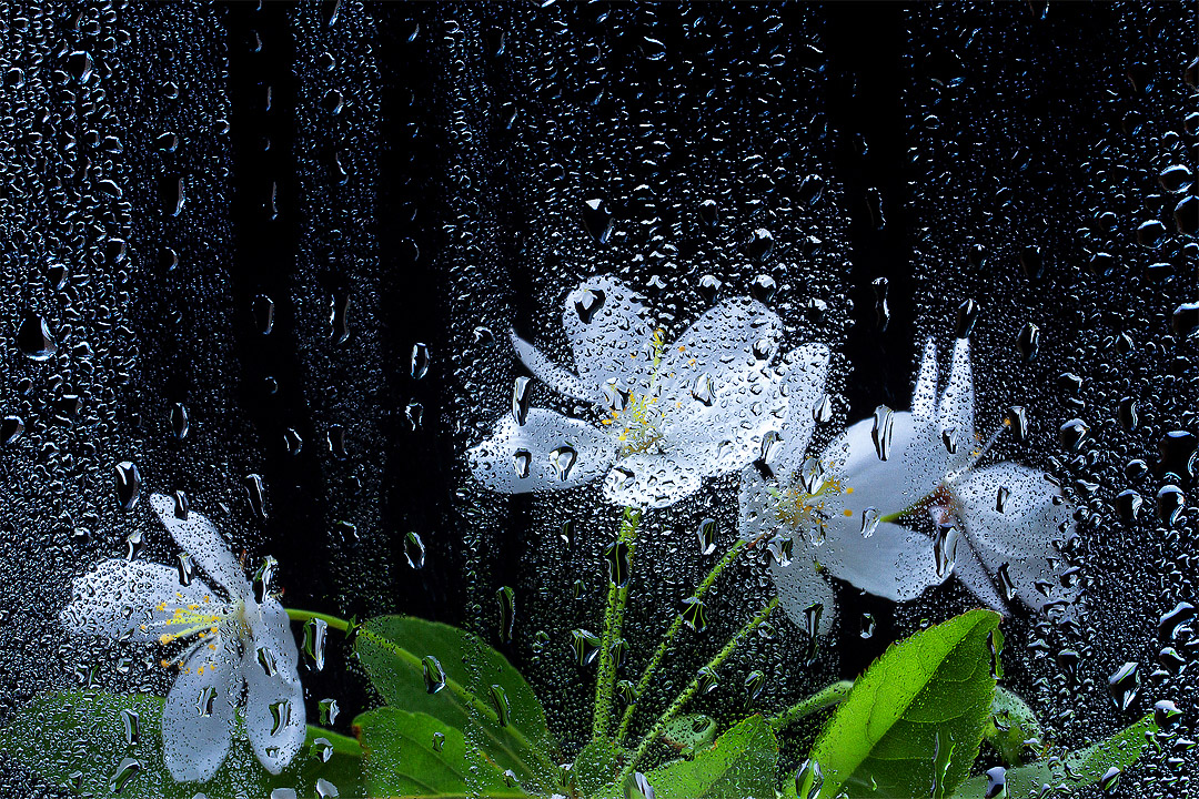 长令月的个人主页（背景预览） - 主页背景设置 - 站酷设计师长令月原创素材 - 站酷ZCOOL