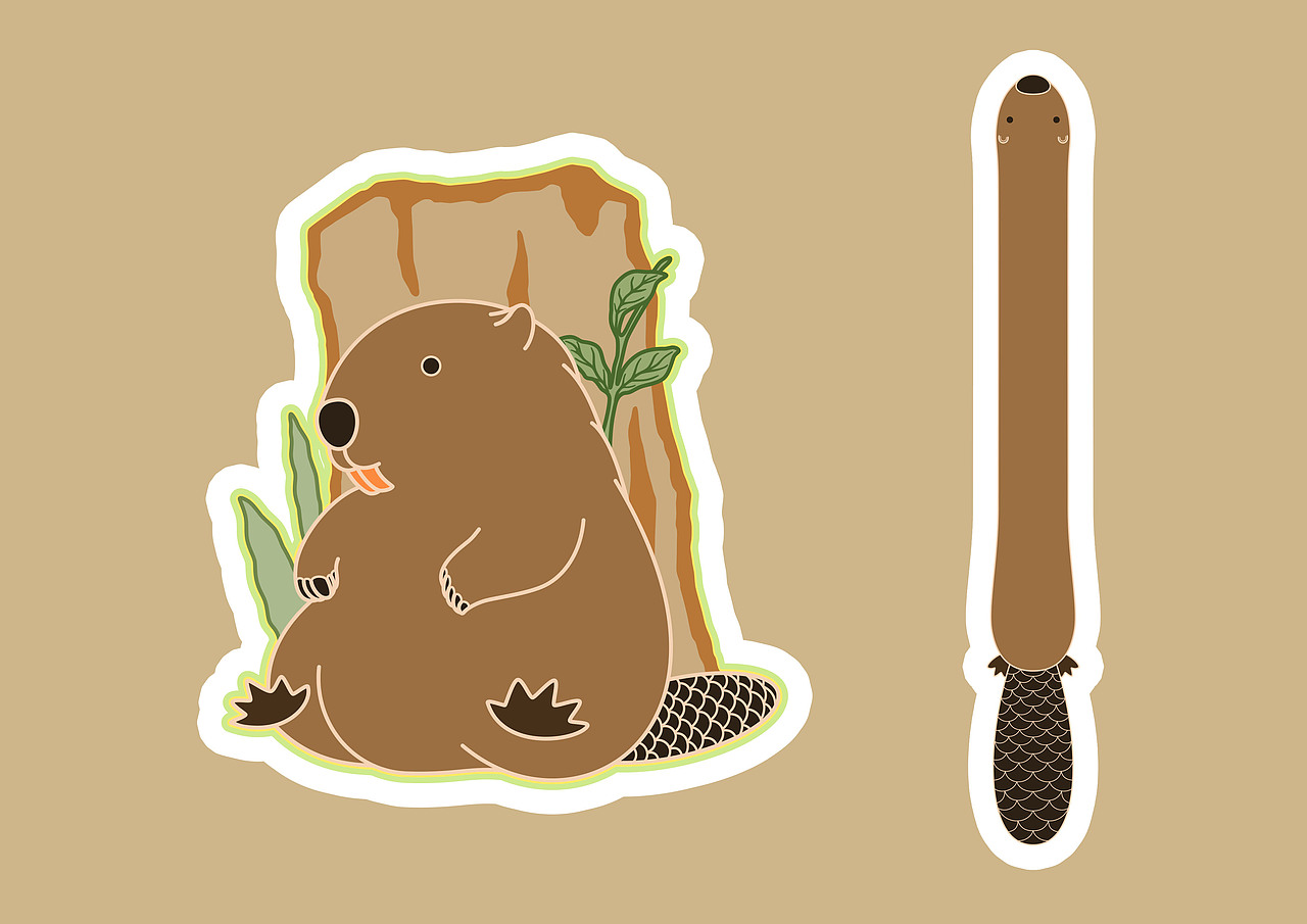 【珍稀动物100】蒙新河狸插画·文创延展