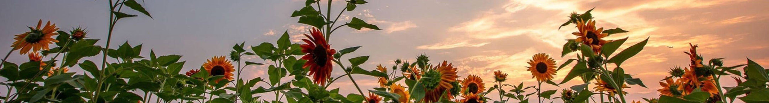 章鱼哥_hw的个人主页（背景预览） - 主页背景设置 - 站酷设计师章鱼哥_hw原创素材 - 站酷ZCOOL