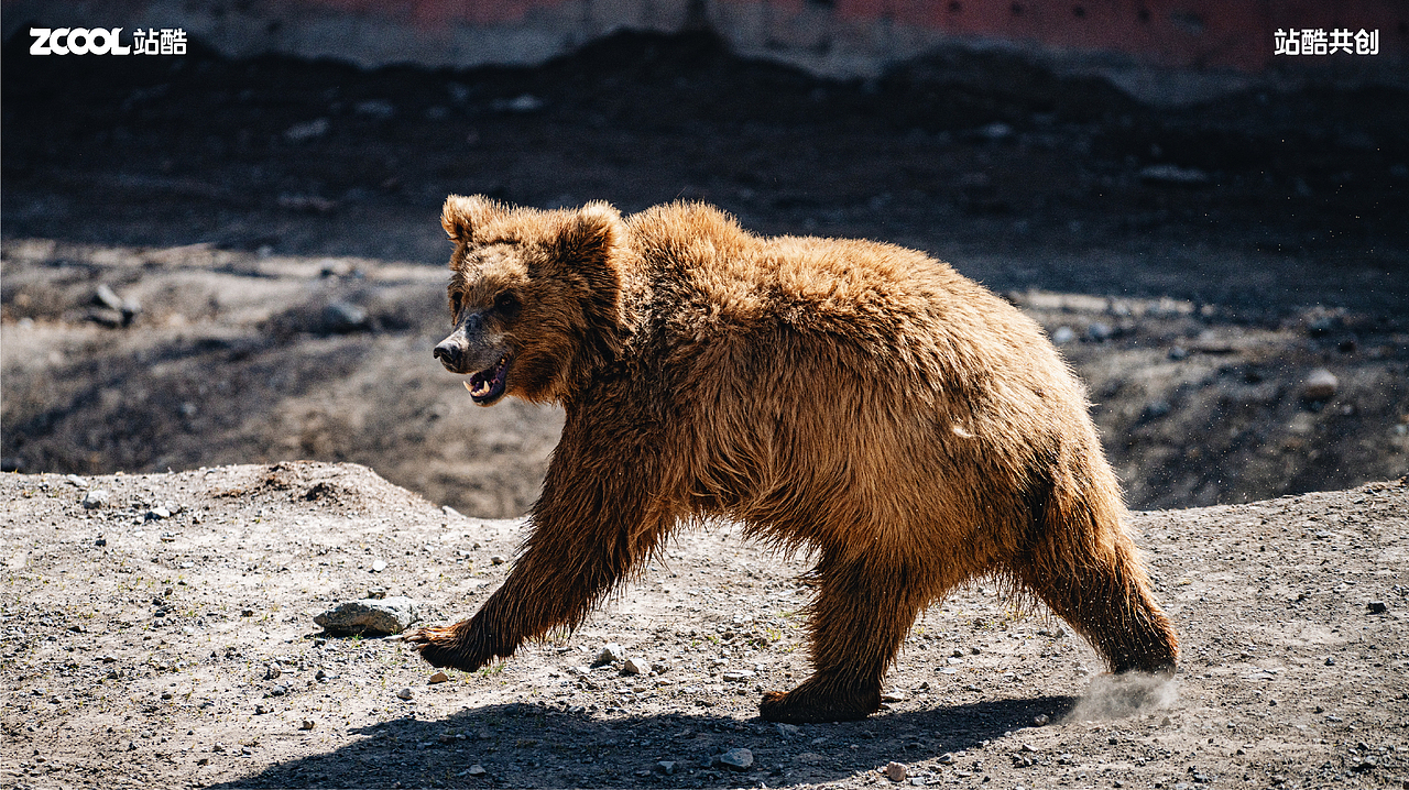 珍稀动物丨摄影丨消失的家（图ZMzY0NzU1Njc2） - 其他摄影 - 站酷设计师AetherRui原创素材 - 站酷ZCOOL