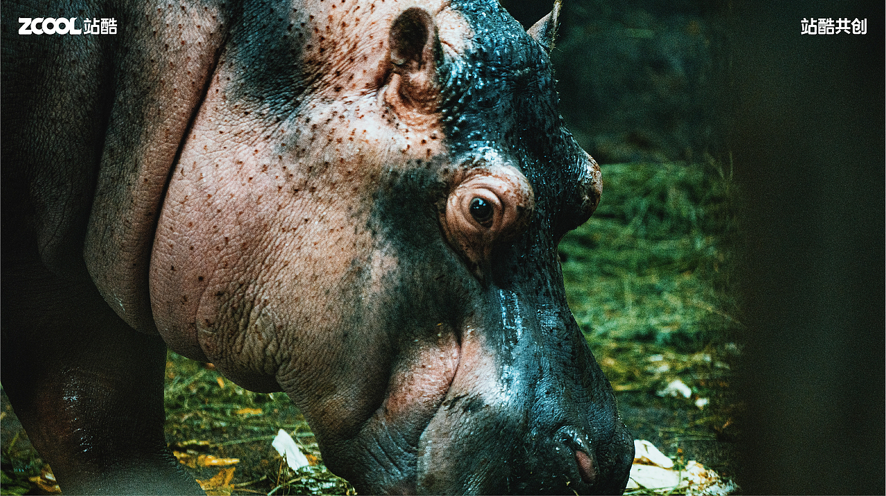 珍稀动物丨摄影丨消失的家（图ZMzY0NzU1NjY0） - 其他摄影 - 站酷设计师AetherRui原创素材 - 站酷ZCOOL