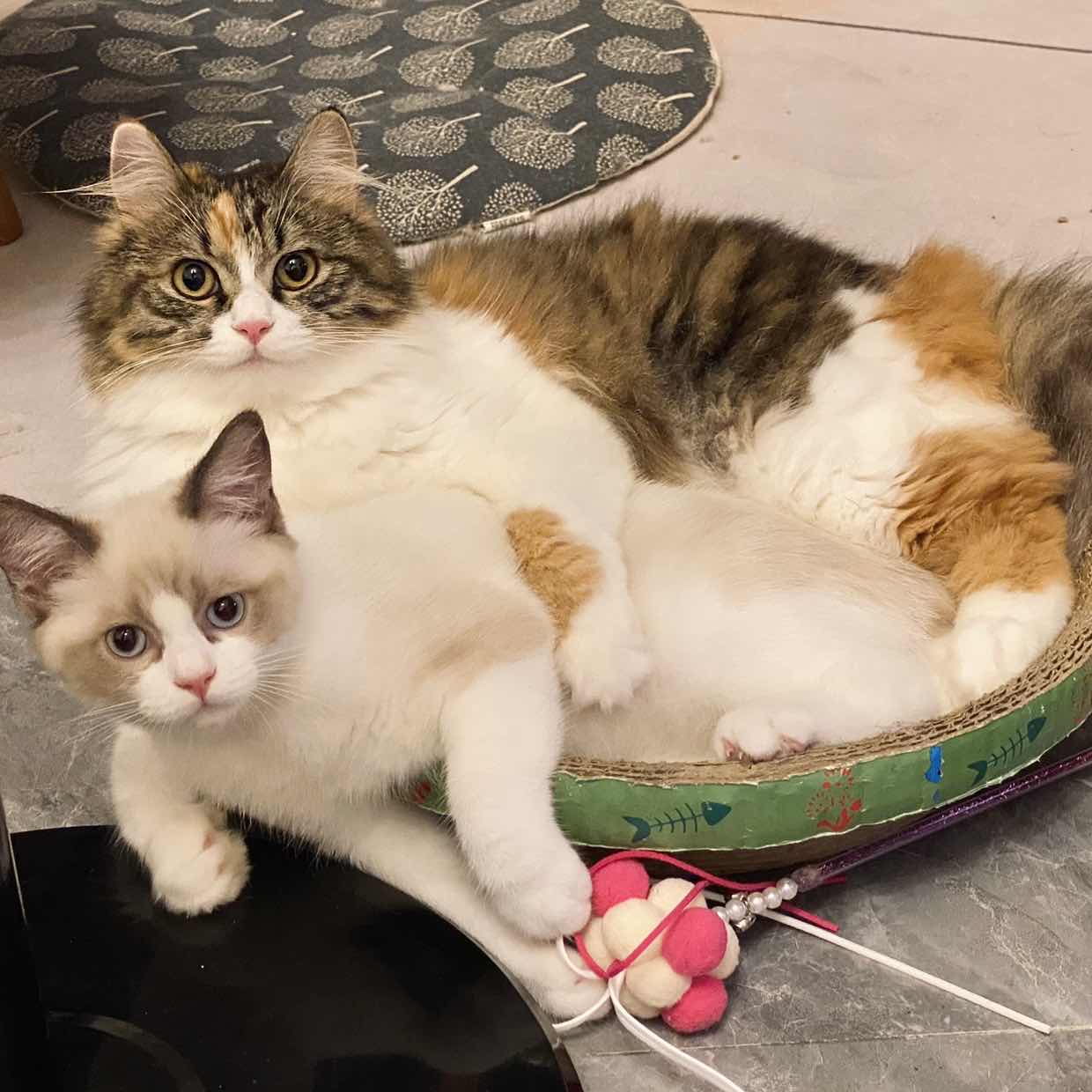 秋咪姐姐的個人主頁（背景預(yù)覽） - 主頁背景設(shè)置 - 站酷設(shè)計(jì)師秋咪姐姐原創(chuàng)素材 - 站酷ZCOOL