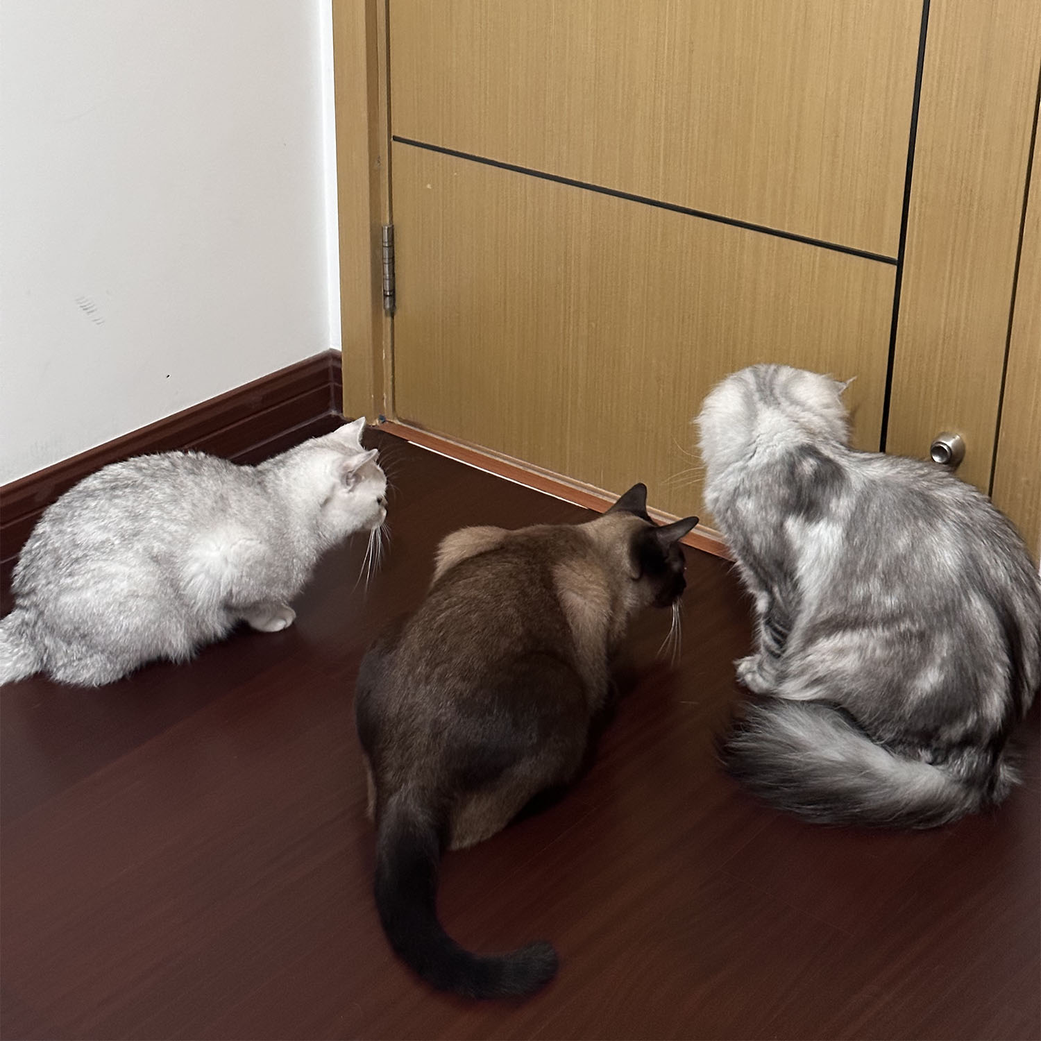 PIPITTTUNN的个人主页（背景预览） - 主页背景设置 - 站酷设计师PIPITTTUNN原创素材 - 站酷ZCOOL