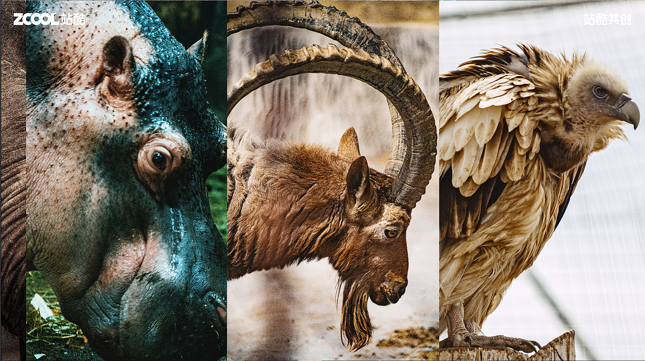 珍稀动物丨摄影丨消失的家（图ZMzY0NzU1NjYw） - 其他摄影 - 站酷设计师AetherRui原创素材 - 站酷ZCOOL