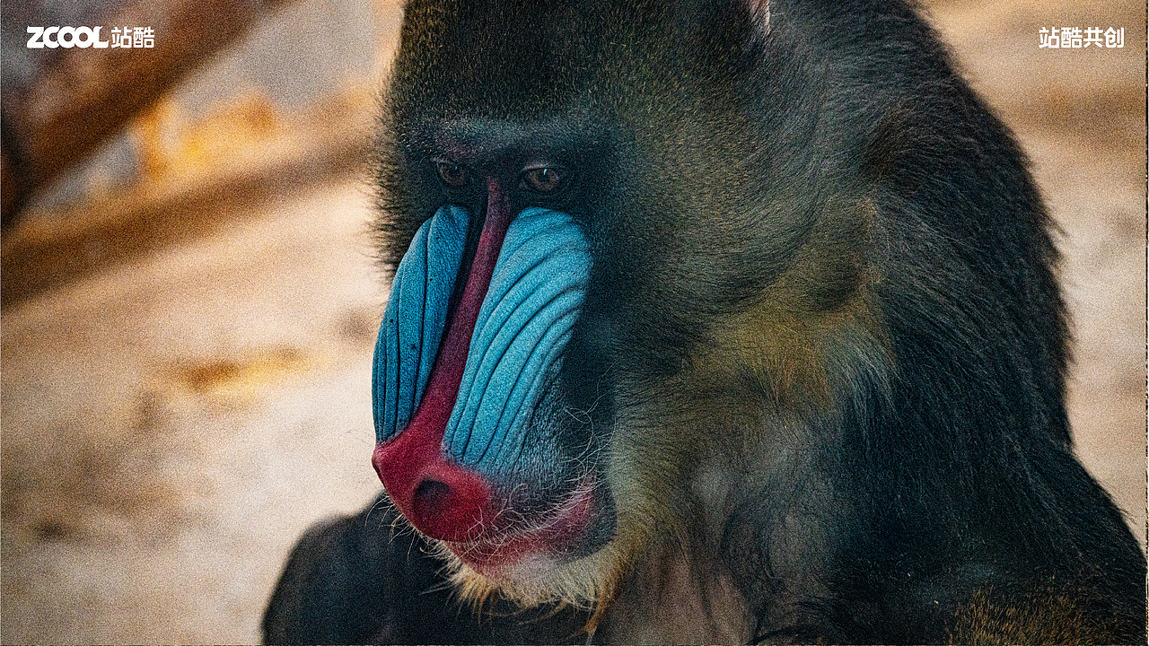 珍稀动物丨摄影丨消失的家（图ZMzY0NzU1NzAw） - 其他摄影 - 站酷设计师AetherRui原创素材 - 站酷ZCOOL