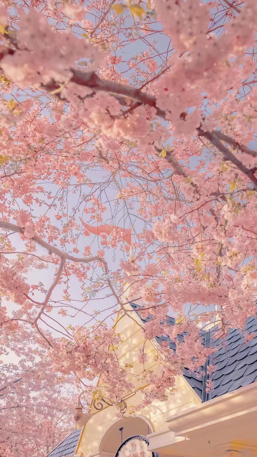 楠曦與北冥的個(gè)人主頁（背景預(yù)覽） - 主頁背景設(shè)置 - 站酷設(shè)計(jì)師楠曦與北冥原創(chuàng)素材 - 站酷ZCOOL