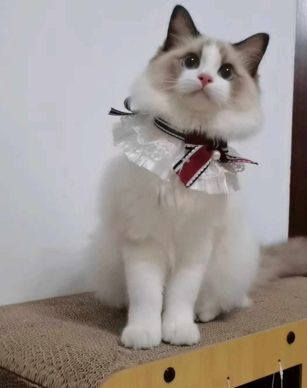 Z919251130的个人主页（背景预览） - 主页背景设置 - 站酷设计师Z919251130原创素材 - 站酷ZCOOL