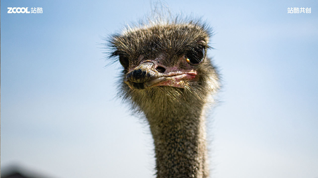 珍稀动物丨摄影丨消失的家（图ZMzY0NzU1NzA0） - 其他摄影 - 站酷设计师AetherRui原创素材 - 站酷ZCOOL