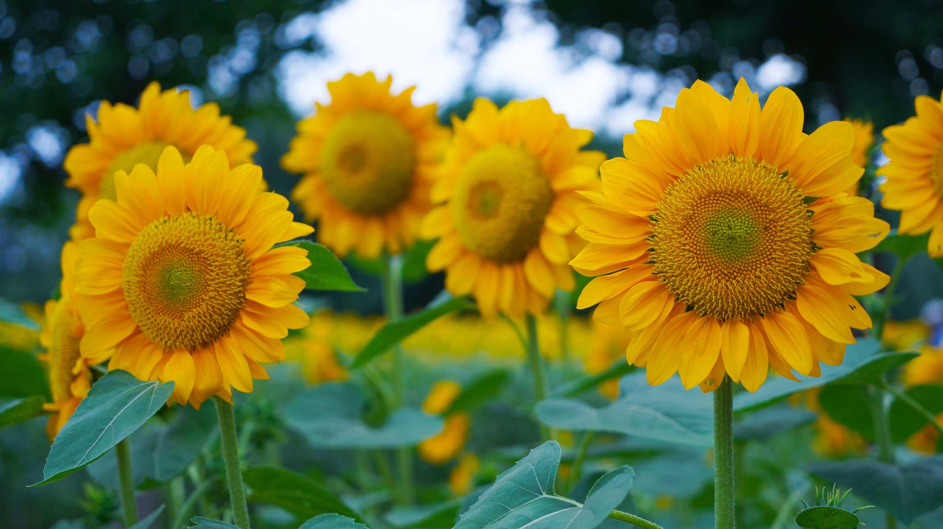 雪狐公子的个人主页（背景预览） - 主页背景设置 - 站酷设计师雪狐公子原创素材 - 站酷ZCOOL