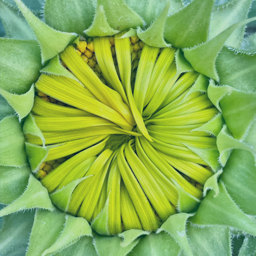 三喵z的個人主頁（背景預(yù)覽） - 主頁背景設(shè)置 - 站酷設(shè)計師三喵z原創(chuàng)素材 - 站酷ZCOOL