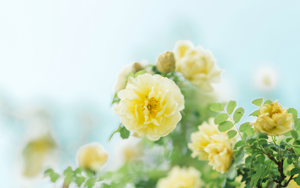 吊着一口仙气的个人主页（背景预览） - 主页背景设置 - 站酷设计师吊着一口仙气原创素材 - 站酷ZCOOL