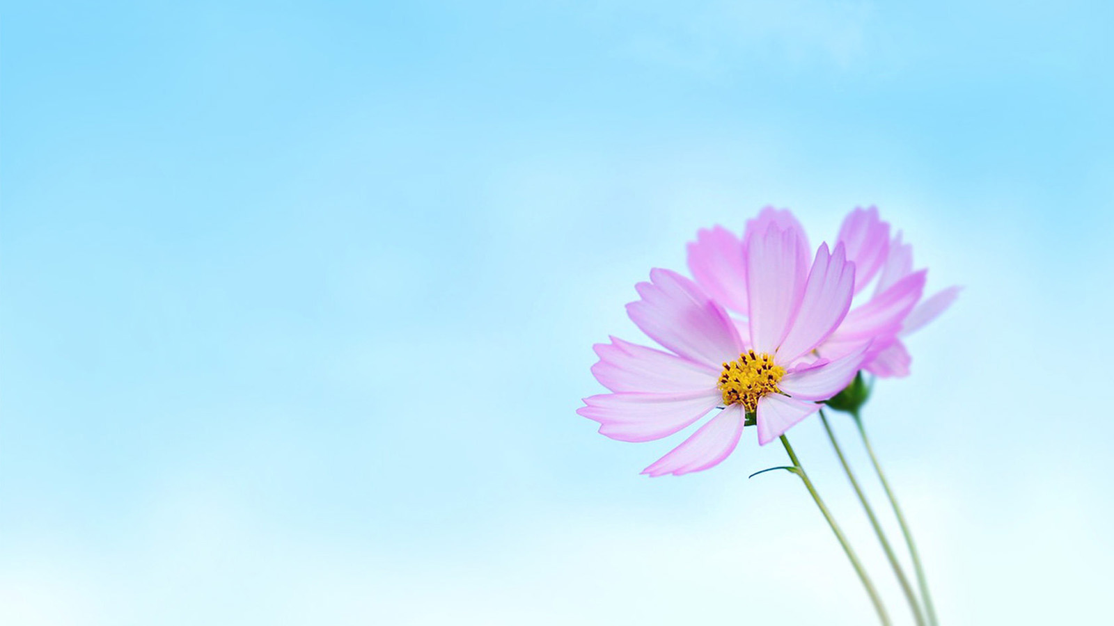 一兜毛豆的個(gè)人主頁(yè)（背景預(yù)覽） - 主頁(yè)背景設(shè)置 - 站酷設(shè)計(jì)師一兜毛豆原創(chuàng)素材 - 站酷ZCOOL