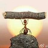 翠花与肥猫的头像