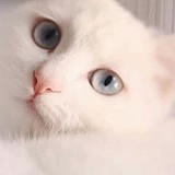 芝麻有点帅的头像