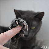 葱葱葱葱葱葱的头像