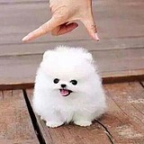 BiuBiuDesign的头像