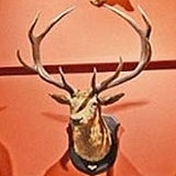 尼莫臭爪子的头像